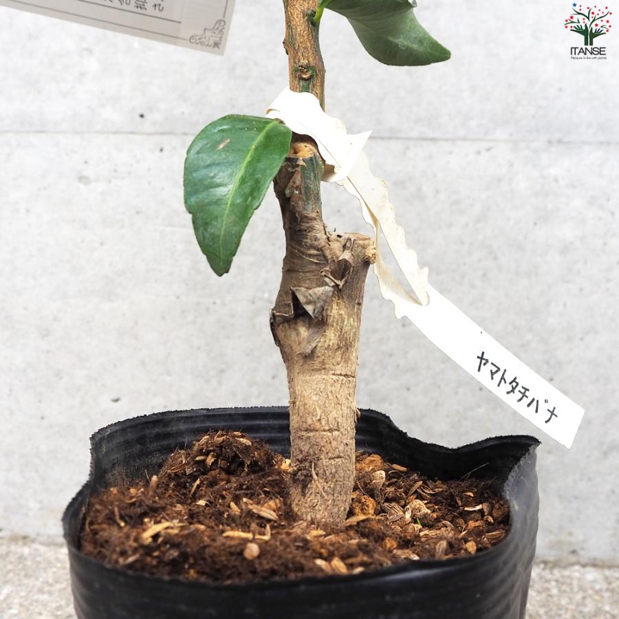 ITANSE 柑橘の苗 大和橘(ヤマトタチバナ) 果樹の苗木 15cmポット 1年生