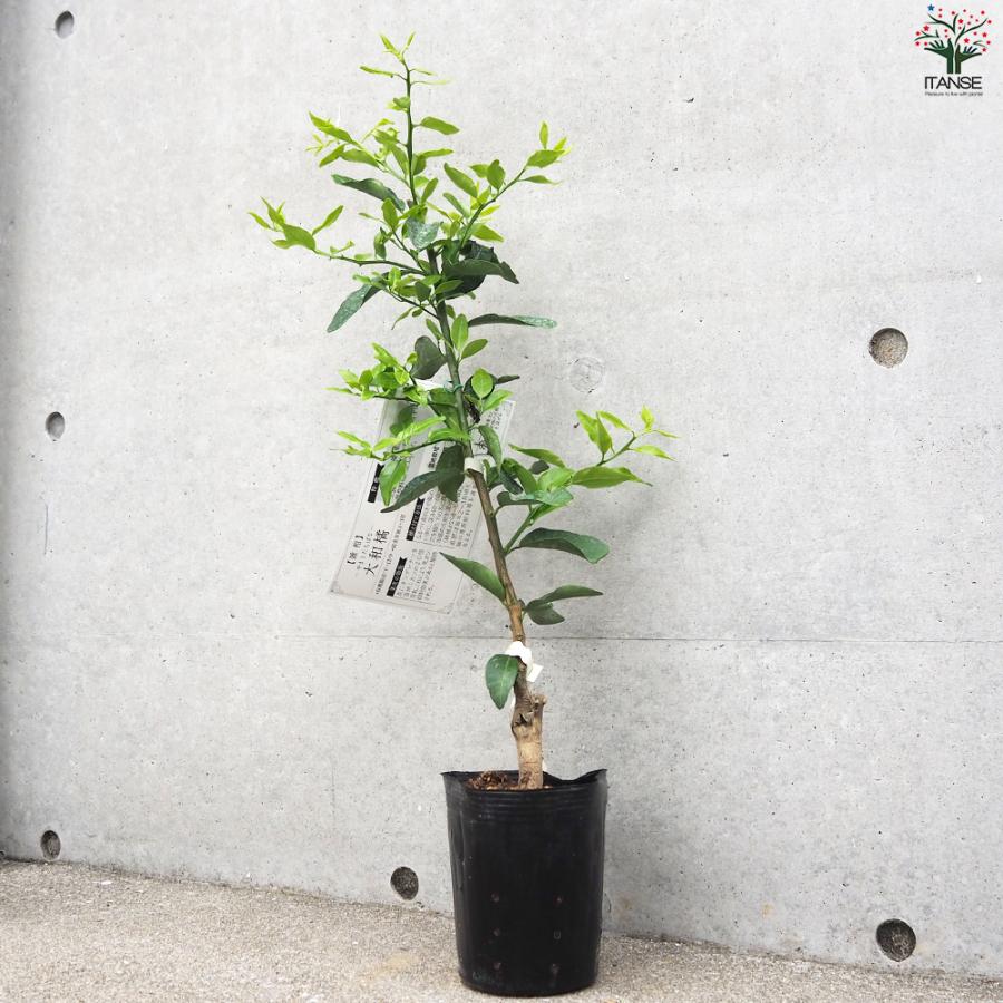 ITANSE 柑橘の苗 大和橘(ヤマトタチバナ) 果樹の苗木 15cmポット 1年生
