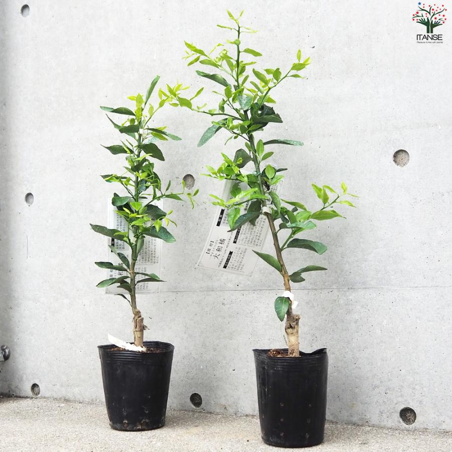 ITANSE 柑橘の苗 大和橘(ヤマトタチバナ) 果樹の苗木 15cmポット 1年生