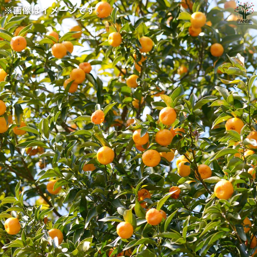 ITANSE 柑橘の苗 大和橘(ヤマトタチバナ) 果樹の苗木 15cmポット 1年生