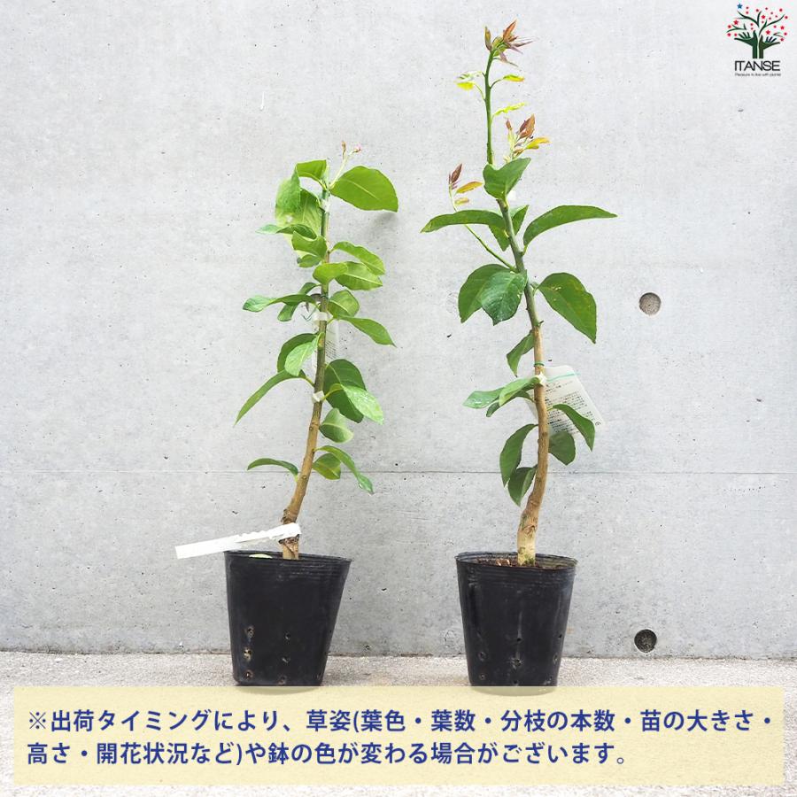 ITANSE レモンの苗木 瀬戸内レモン 果樹の苗木 15cmポット 1年生 接木