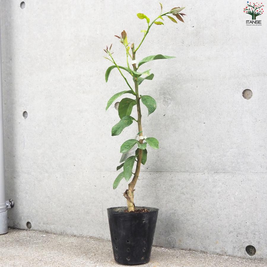 ITANSE レモンの苗木 瀬戸内レモン 果樹の苗木 15cmポット 1年生 接木