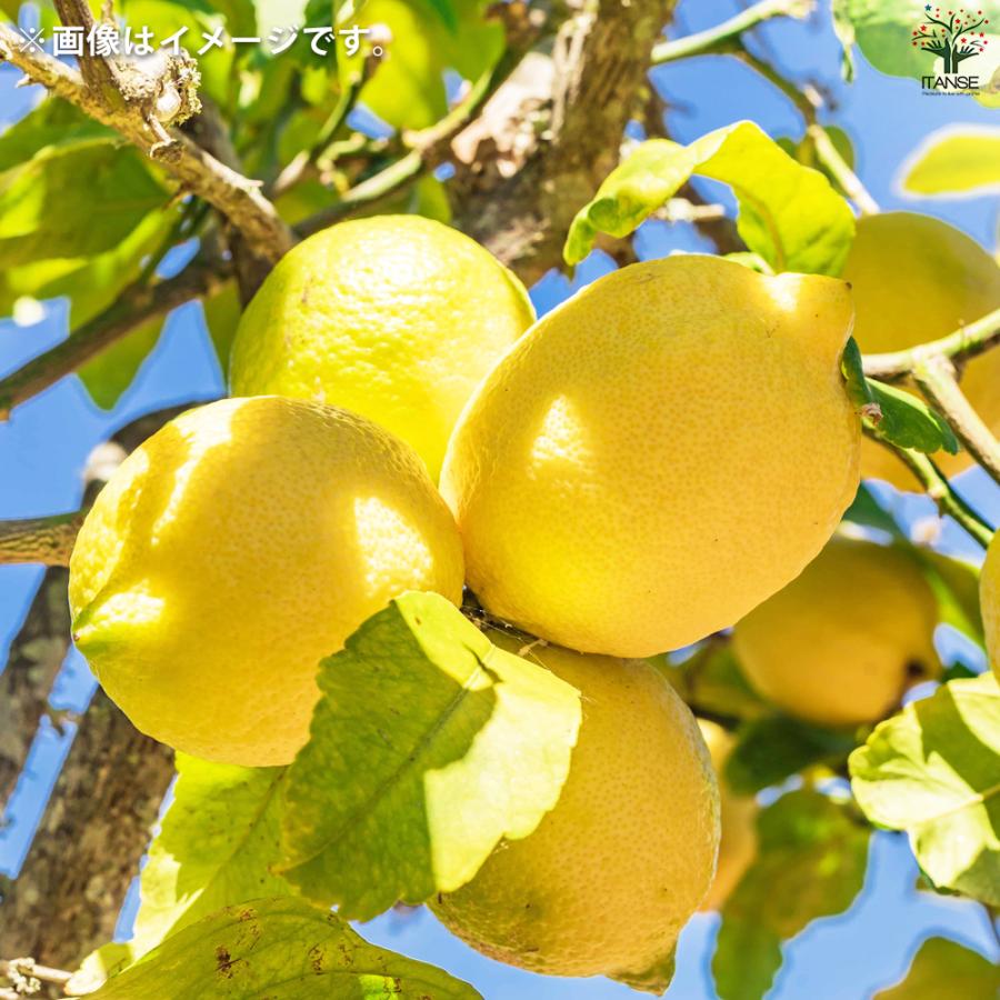 ITANSE レモンの苗木 瀬戸内レモン 果樹の苗木 15cmポット 1年生 接木