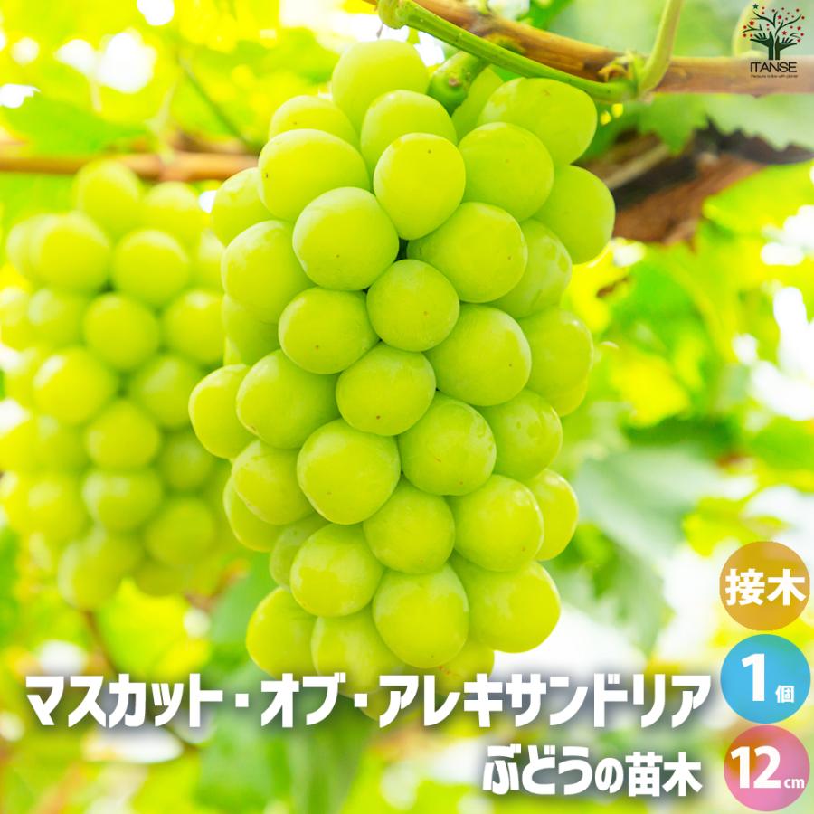 ITANSE ぶどうの苗 品種：マスカット オブ アレキサンドリア 果樹の苗
