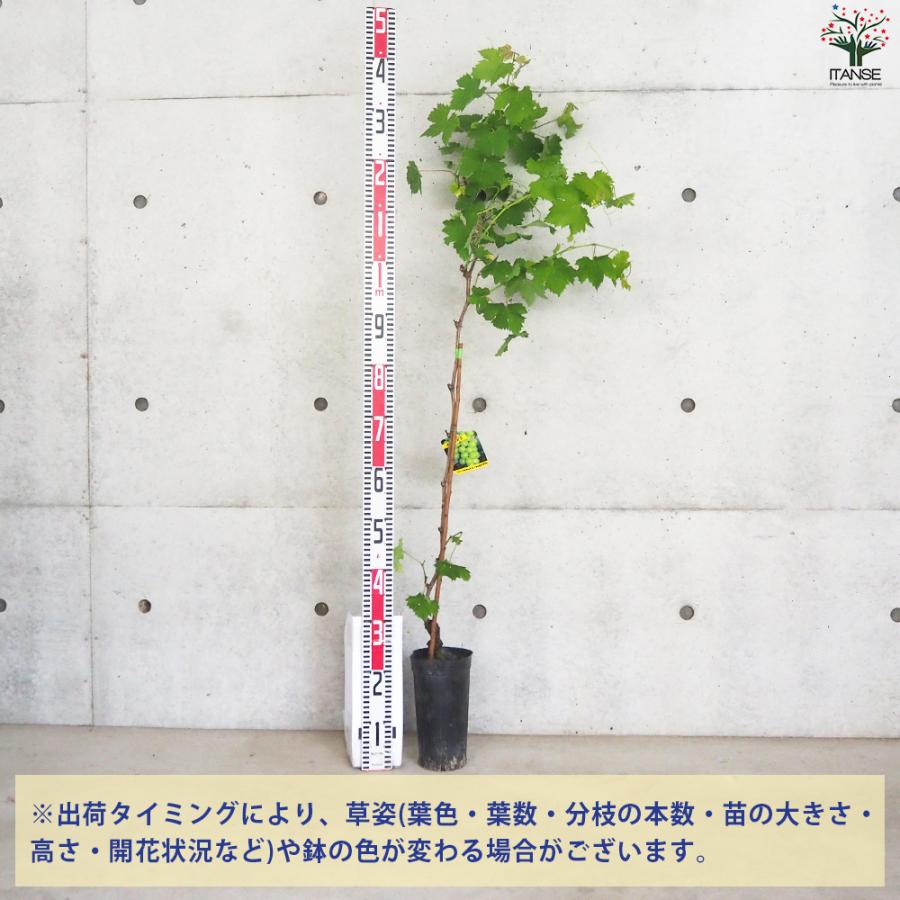 ITANSE ぶどうの苗 品種：マスカット オブ アレキサンドリア 果樹の苗