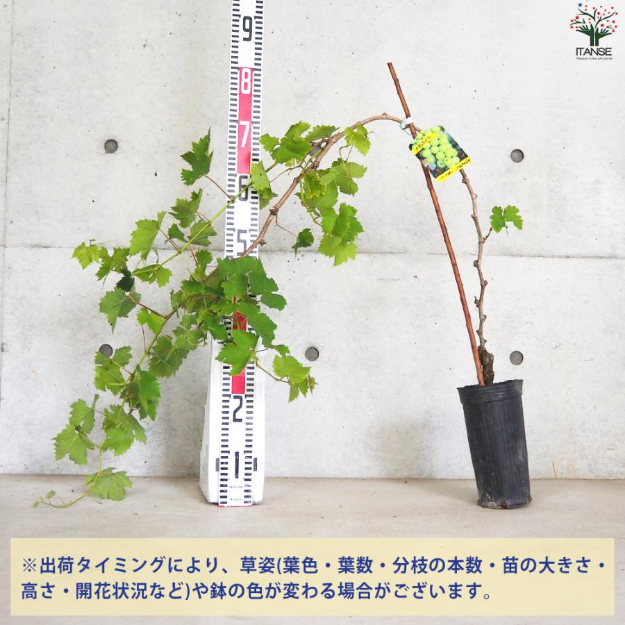 ITANSE ぶどうの苗 品種：マスカット オブ アレキサンドリア 果樹の苗