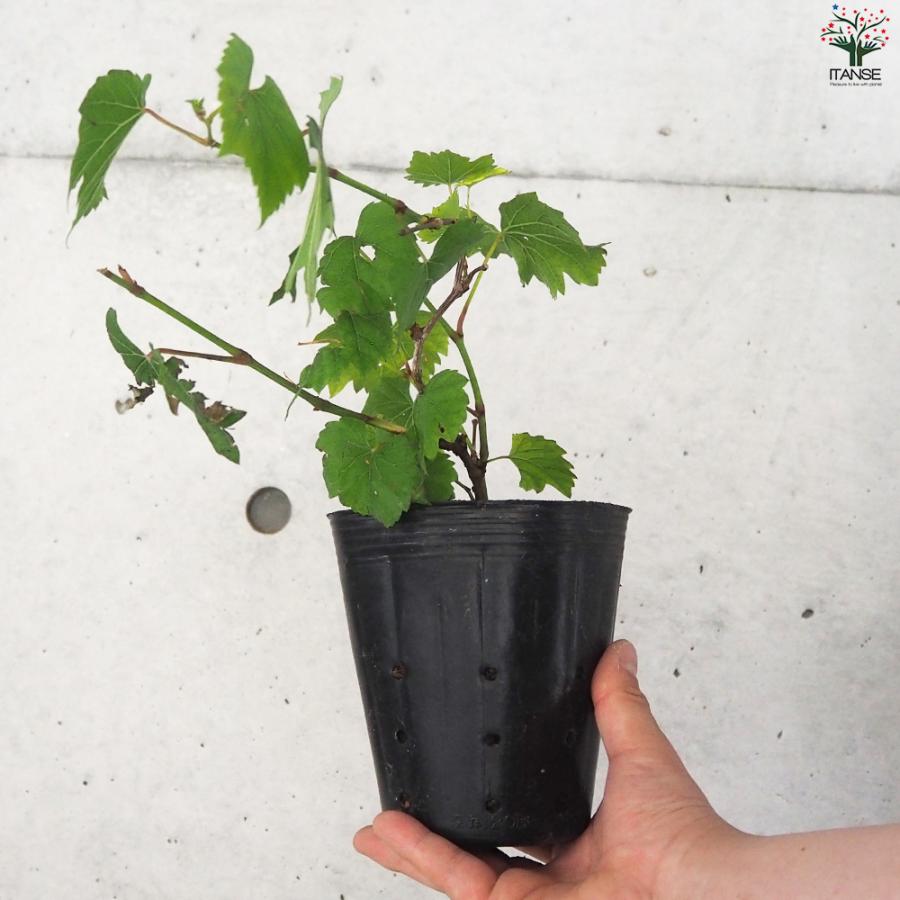 ITANSE ぶどうの苗 品種：ピッコロワイン 果樹の苗 12cmポット 1年生/1