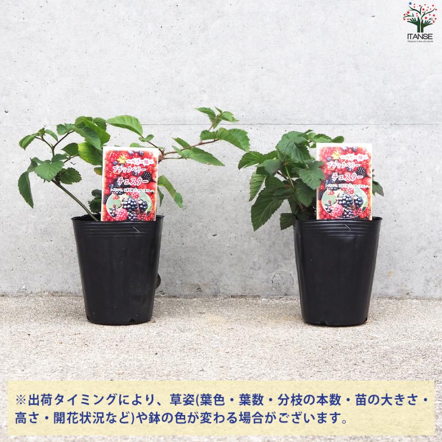 ITANSE ブラックベリーの苗木 チェスター 果樹の苗 12cmポット 1年生