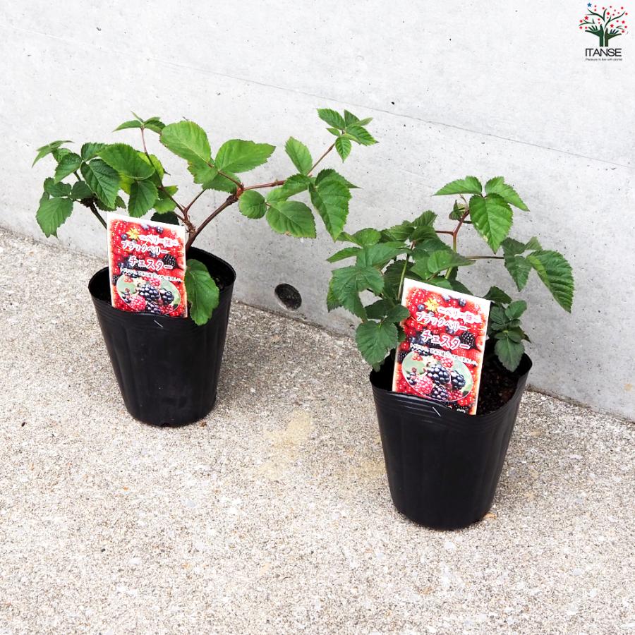 ITANSE ブラックベリーの苗木 チェスター 果樹の苗 12cmポット 1年生