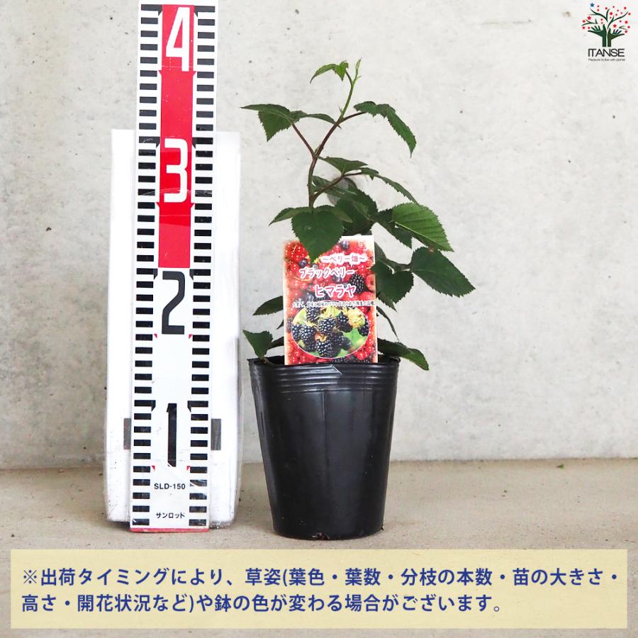 ITANSE ブラックベリーの苗木 ヒマラヤ 果樹の苗 12cmポット 1年生