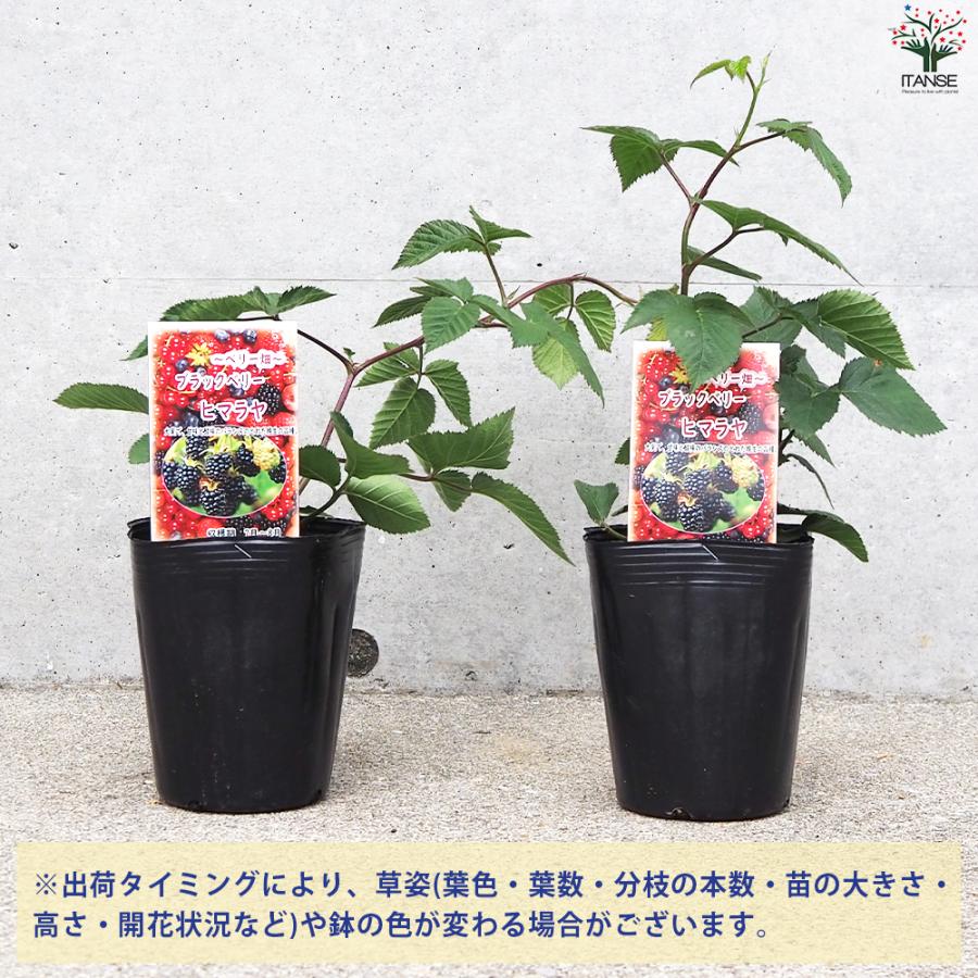 ITANSE ブラックベリーの苗木 ヒマラヤ 果樹の苗 12cmポット 1年生
