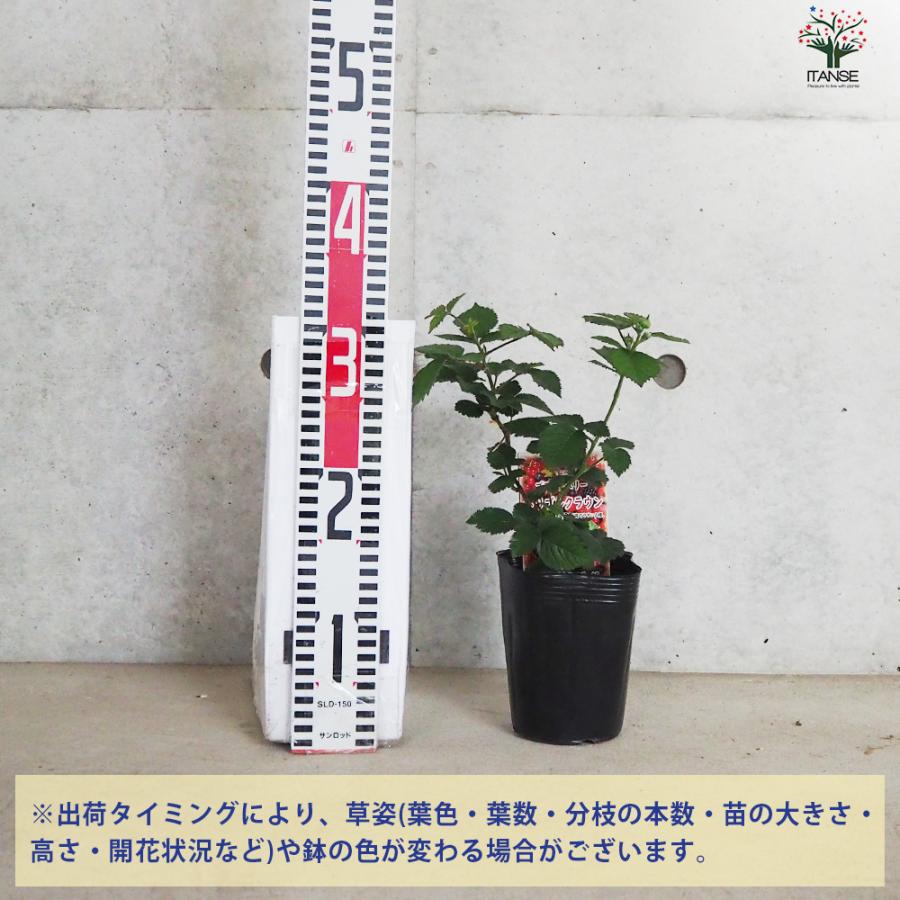 ITANSE ブラックベリーの苗木 トリプルクラウン 果樹の苗 12cmポット 1