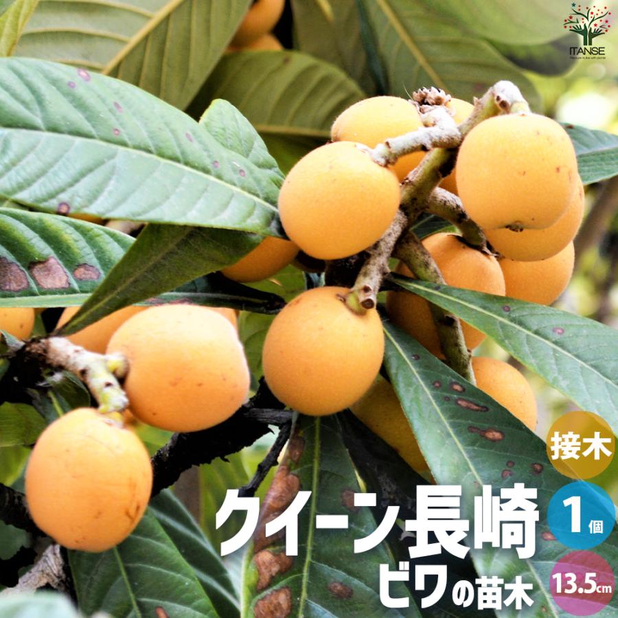 ITANSE 枇杷(びわ)の苗木 品種：クイーン長崎 果樹の苗 13.5cmポット 1
