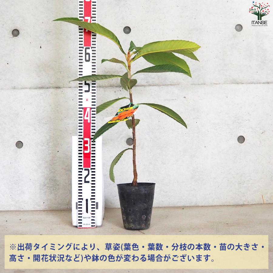 ITANSE 枇杷(びわ)の苗木 品種：クイーン長崎 果樹の苗 13.5cmポット 1