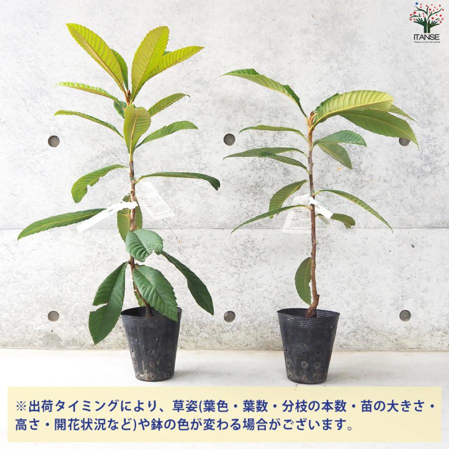 ITANSE 枇杷(びわ)の苗木 品種：クイーン長崎 果樹の苗 13.5cmポット 1