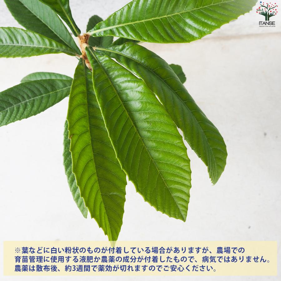 ITANSE 枇杷(びわ)の苗木 品種：クイーン長崎 果樹の苗 13.5cmポット 1