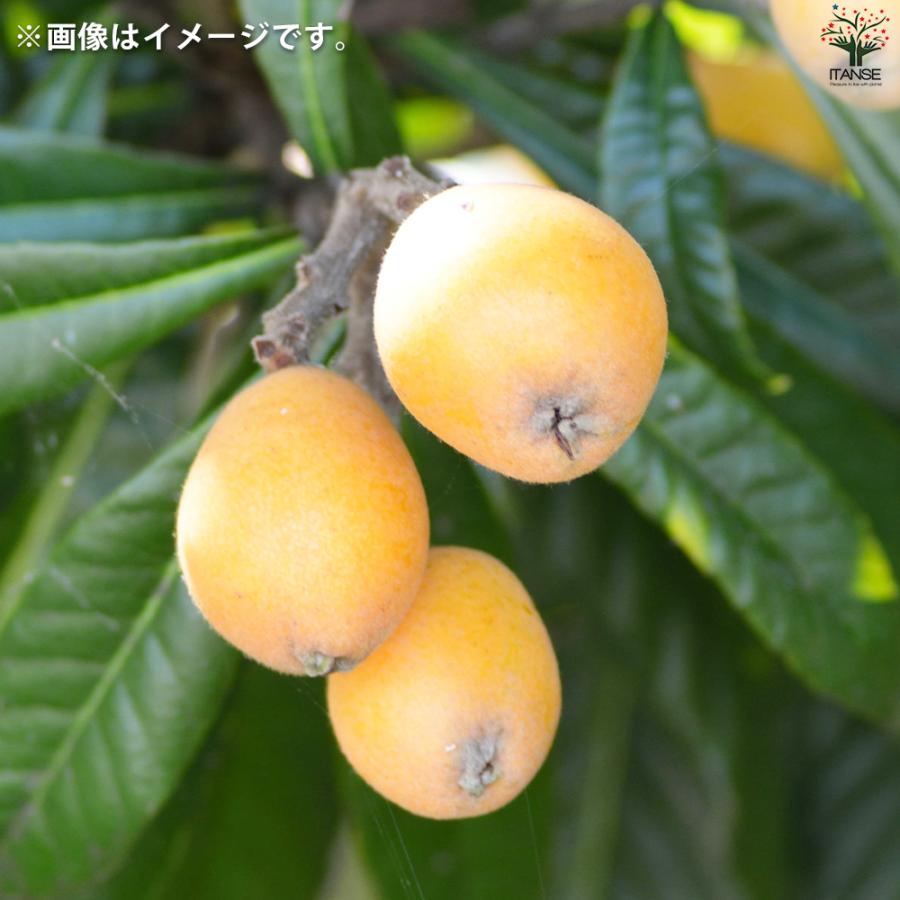 ITANSE 枇杷(びわ)の苗木 品種:クイーン長崎 果樹の苗 13.5cm ITANSE 枇杷(びわ)の苗木 品種:クイーン長崎 果樹の苗 13.5cm