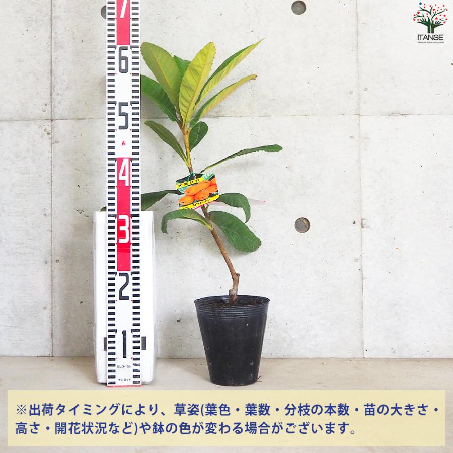 ITANSE 枇杷(びわ)の苗木 品種：なつたより 果樹の苗 13.5cmポット 1