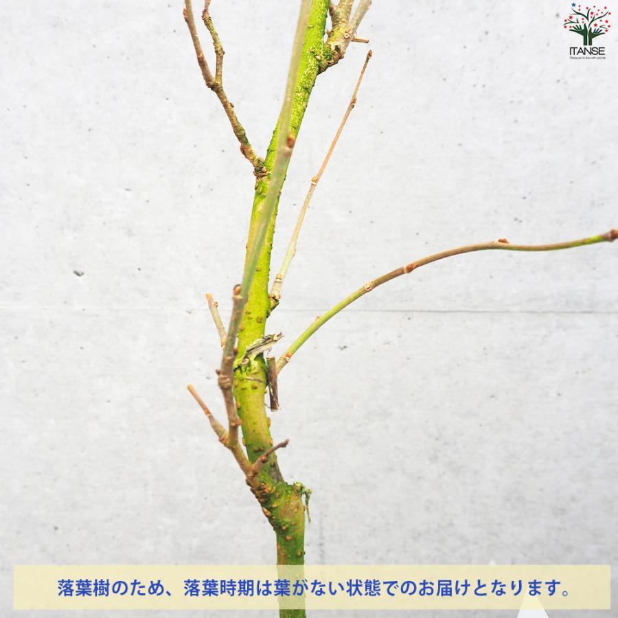 ITANSE マルベリー(桑の木) 鈴なりマルベリー 果樹の苗 12cm ITANSE マルベリー(桑の木) 鈴なりマルベリー 果樹の苗 12cm