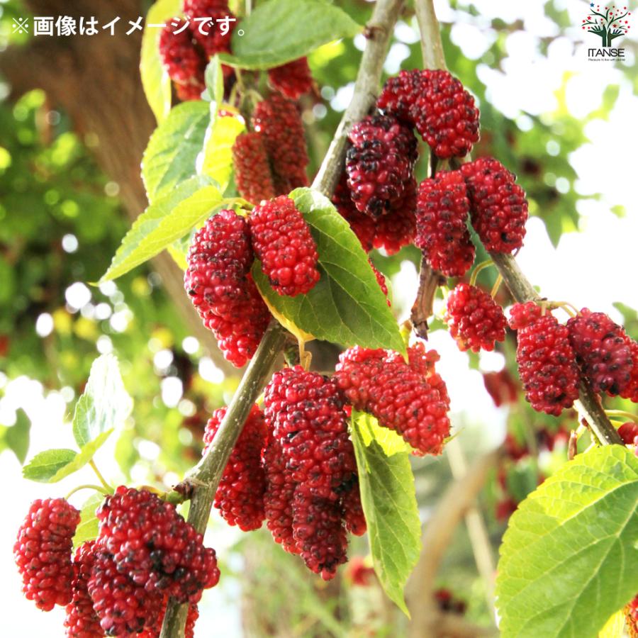 ITANSE マルベリー(桑の木) 鈴なりマルベリー 果樹の苗 12cm ITANSE マルベリー(桑の木) 鈴なりマルベリー 果樹の苗 12cm