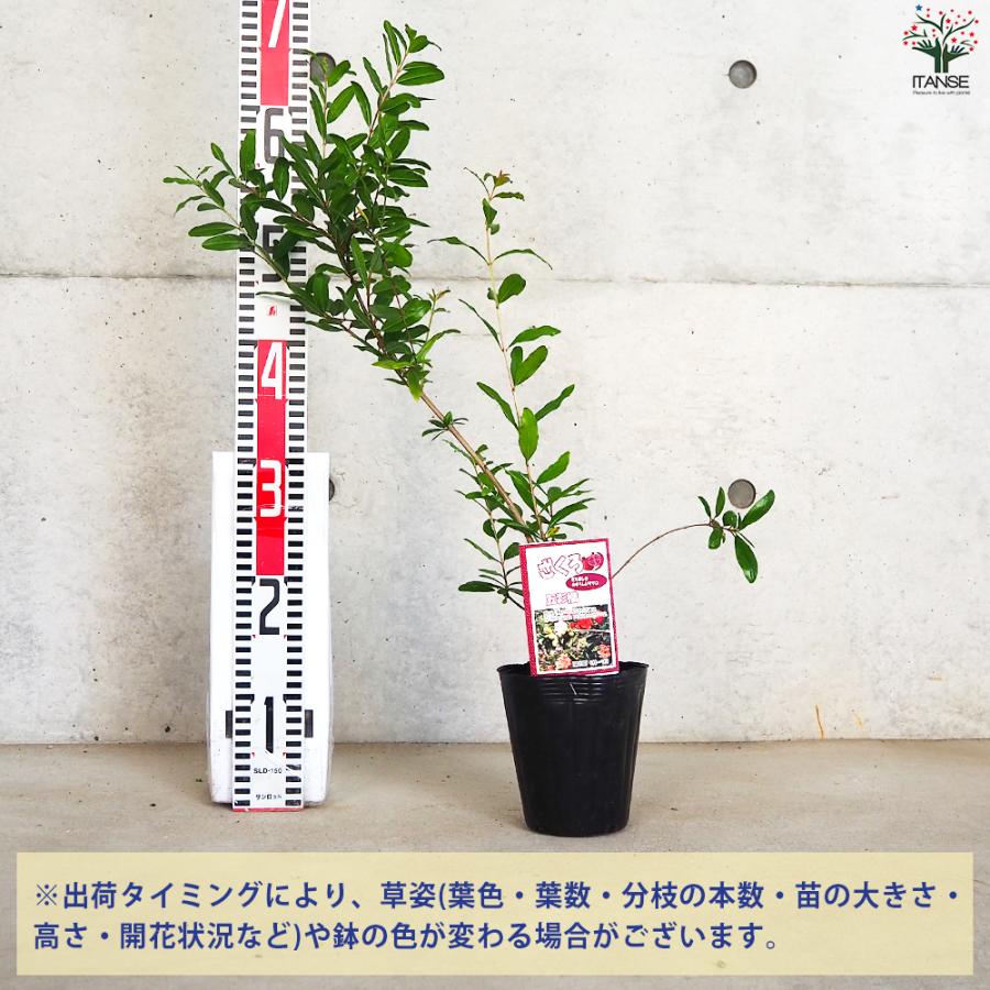 ITANSE ザクロの苗木 品種：五彩榴(ゴサイザクロ) 果樹の苗 12cmポット