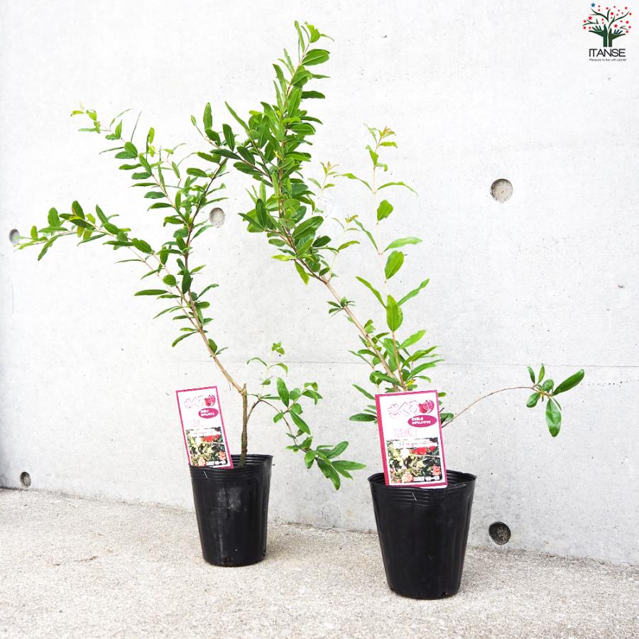 ITANSE ザクロの苗木 品種：五彩榴(ゴサイザクロ) 果樹の苗 12cmポット