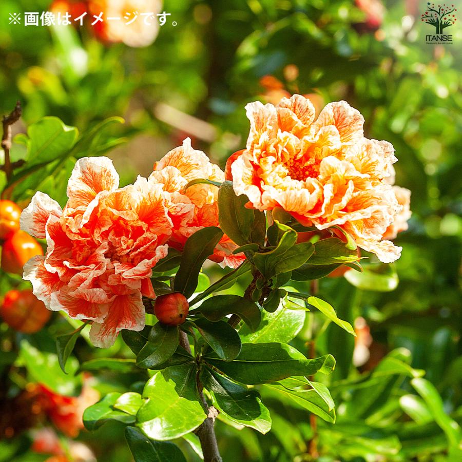 ITANSE ザクロの苗木 品種：五彩榴(ゴサイザクロ) 果樹の苗 12cmポット