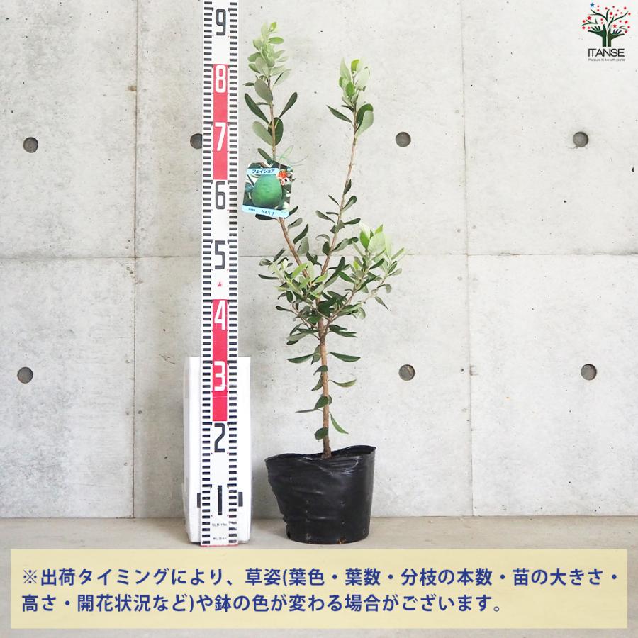 7-2果樹【フェイジョア】樹高約78cm【送料込み】 imgrc0088378647.jpg