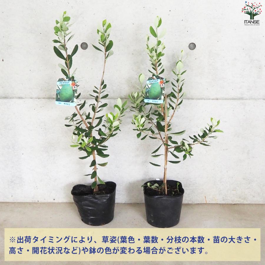 ITANSE フェイジョア カイテリ 果樹の苗木 18cmポット 1個売り 果樹の