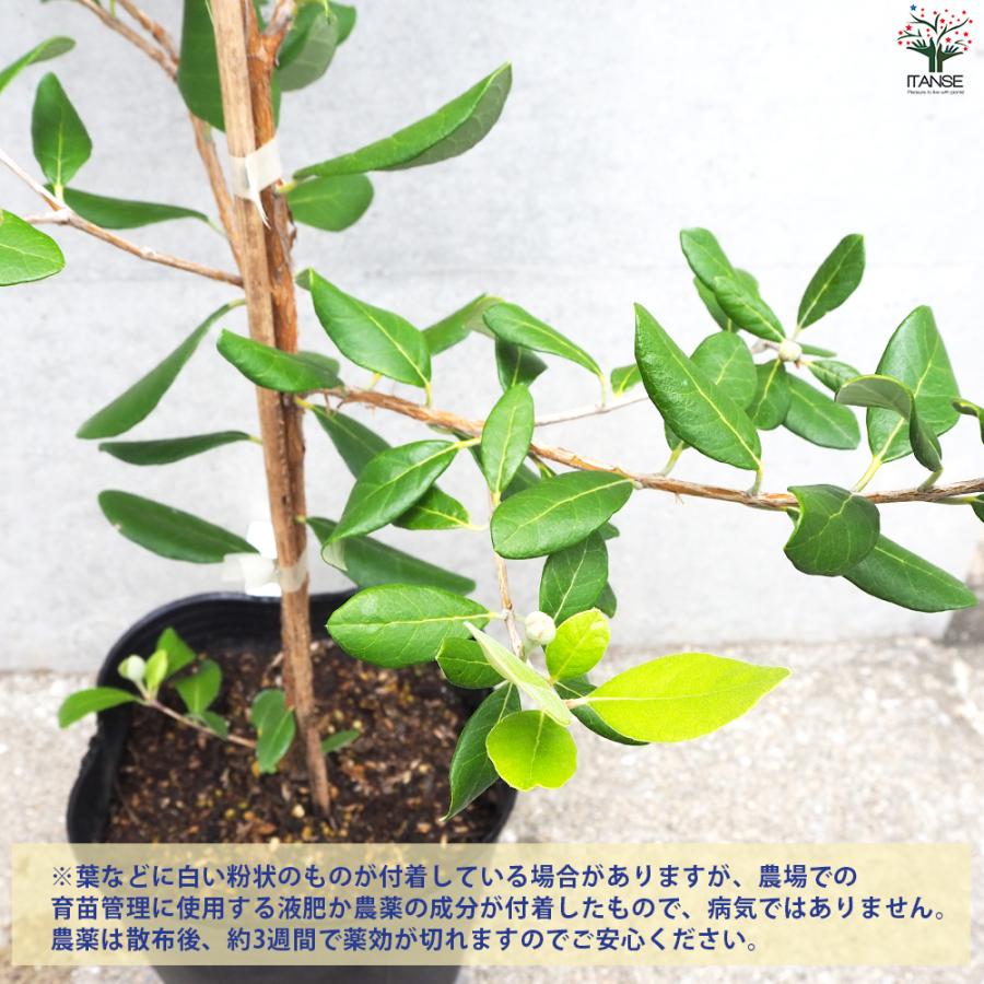 ITANSE フェイジョア カイテリ 果樹の苗木 18cmポット 1個売り 果樹の