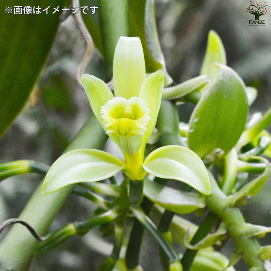 ITANSE バニラの木 花苗 10.5cmポット/1個売り バニラの苗木 バニラビーンズ プラニフォリア 香莢蘭 イタンセ公式 : 野菜苗 ...