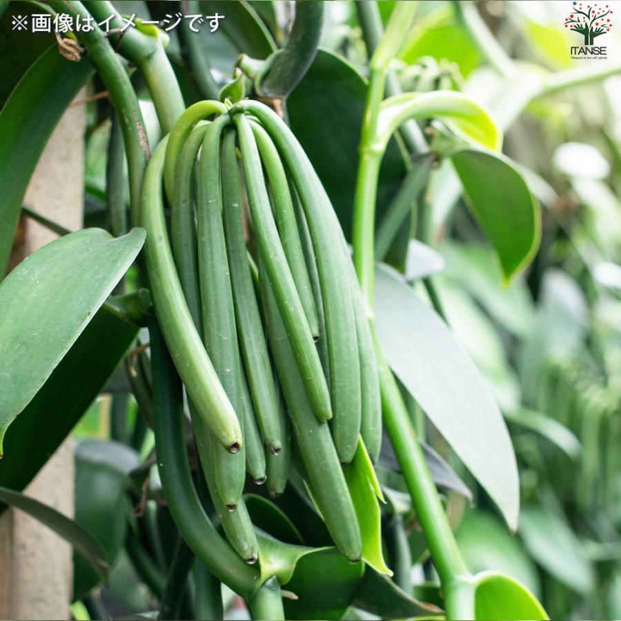 ITANSE バニラの木 花苗 10.5cmポット/1個売り バニラの苗木 バニラ