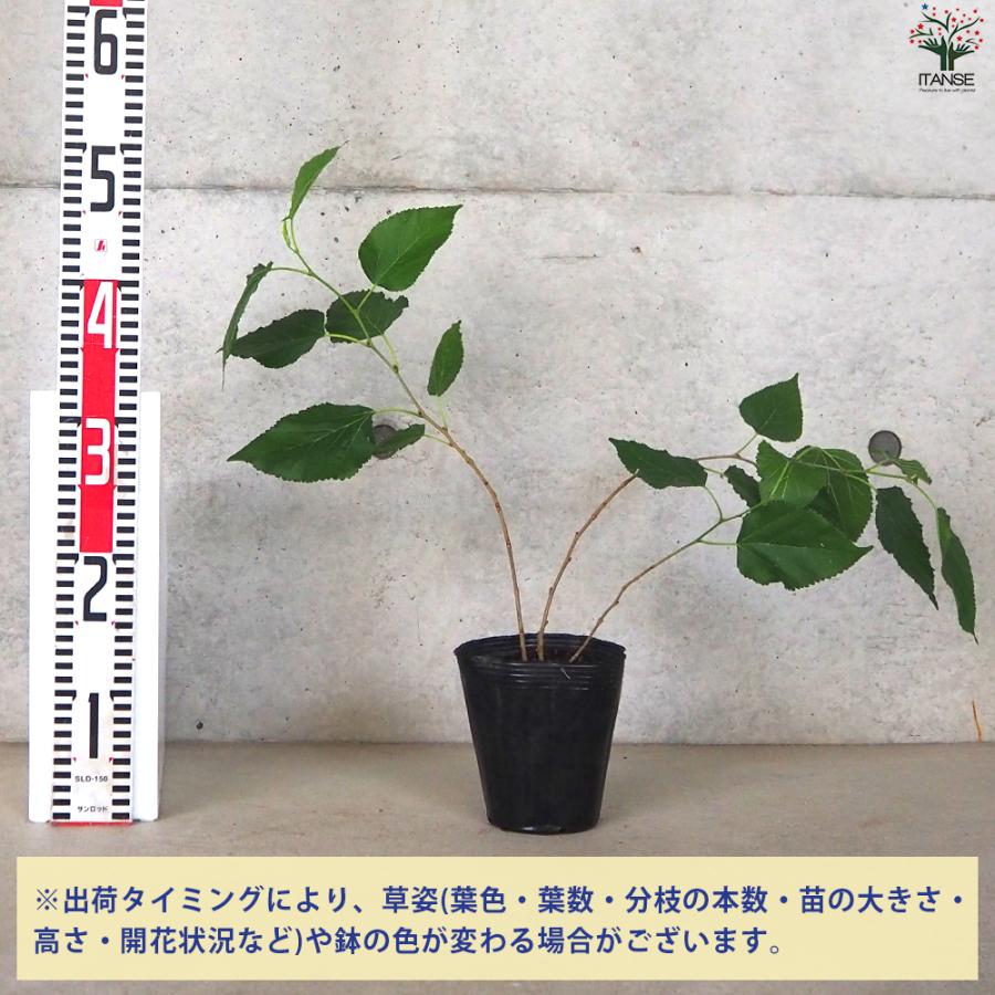 ITANSE マルベリー(桑の木) 果樹の苗木 4号ポット 挿し木苗/1個売り