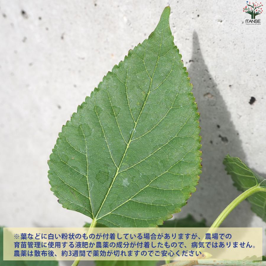 ITANSE マルベリー(桑の木) 果樹の苗木 4号ポット 挿し木苗/1個売り