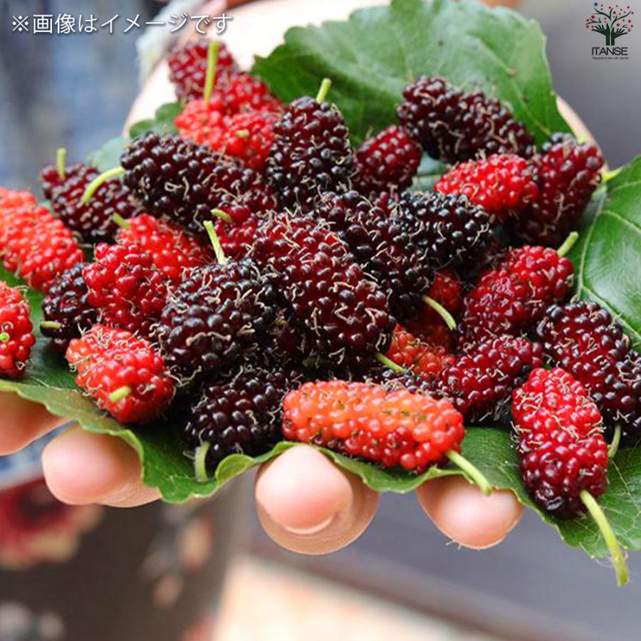 ITANSE マルベリー(桑の木) 果樹の苗木 4号ポット 挿し木苗/1個売り