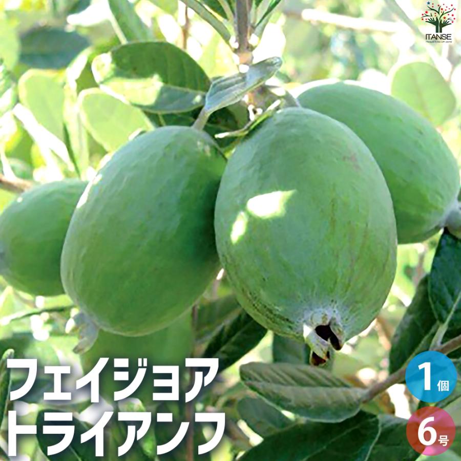 ITANSE フェイジョア トライアンフ 庭木 6号ポット/1個売り 果樹苗