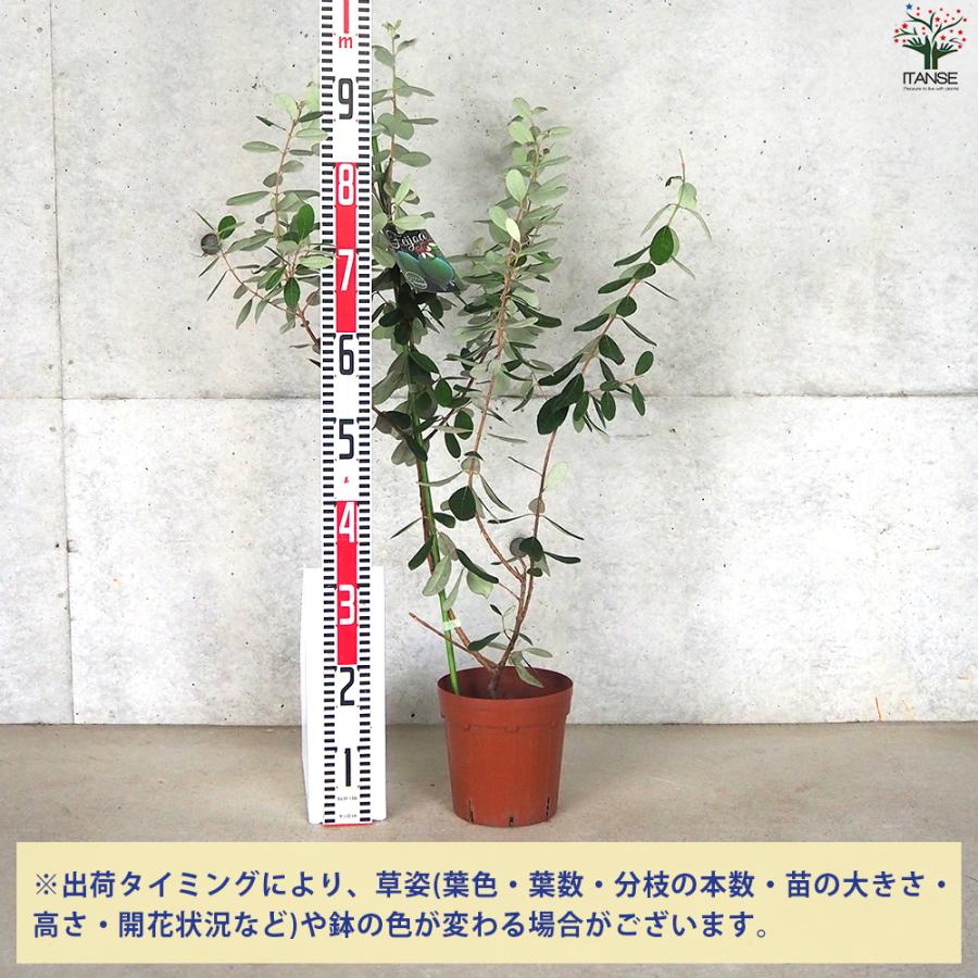 ITANSE フェイジョア トライアンフ 庭木 6号ポット/1個売り 果樹苗