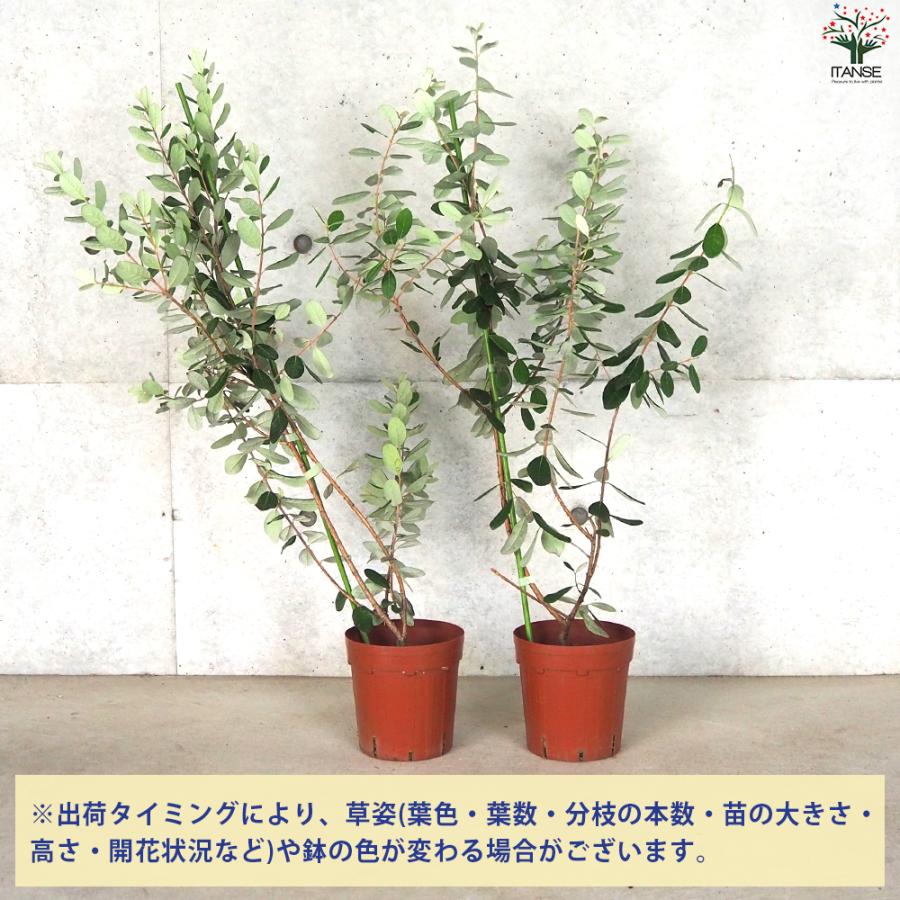 ITANSE フェイジョア トライアンフ 庭木 6号ポット/1個売り 果樹苗