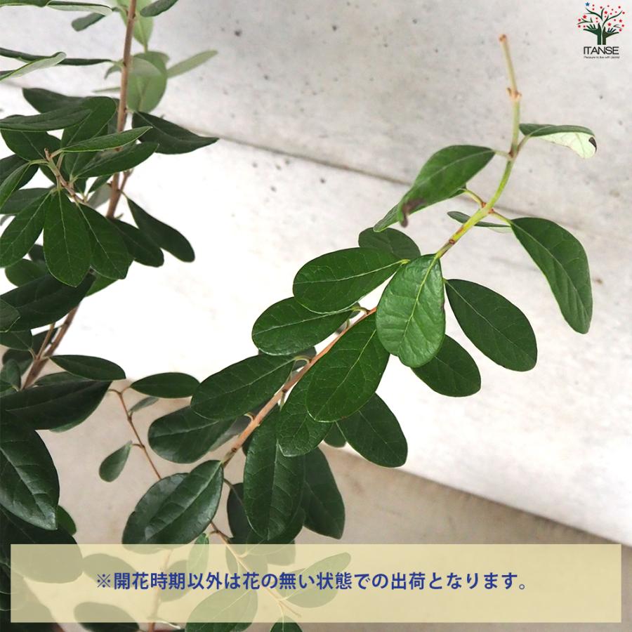 ITANSE フェイジョア トライアンフ 庭木 6号ポット/1個売り 果樹苗