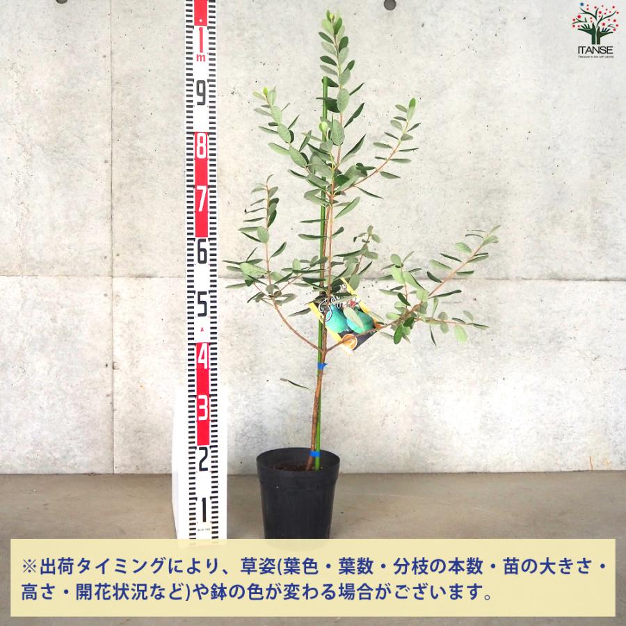 ITANSE フェイジョア アポロ 庭木 5〜6号ポット/1個売り 果樹苗 果樹の