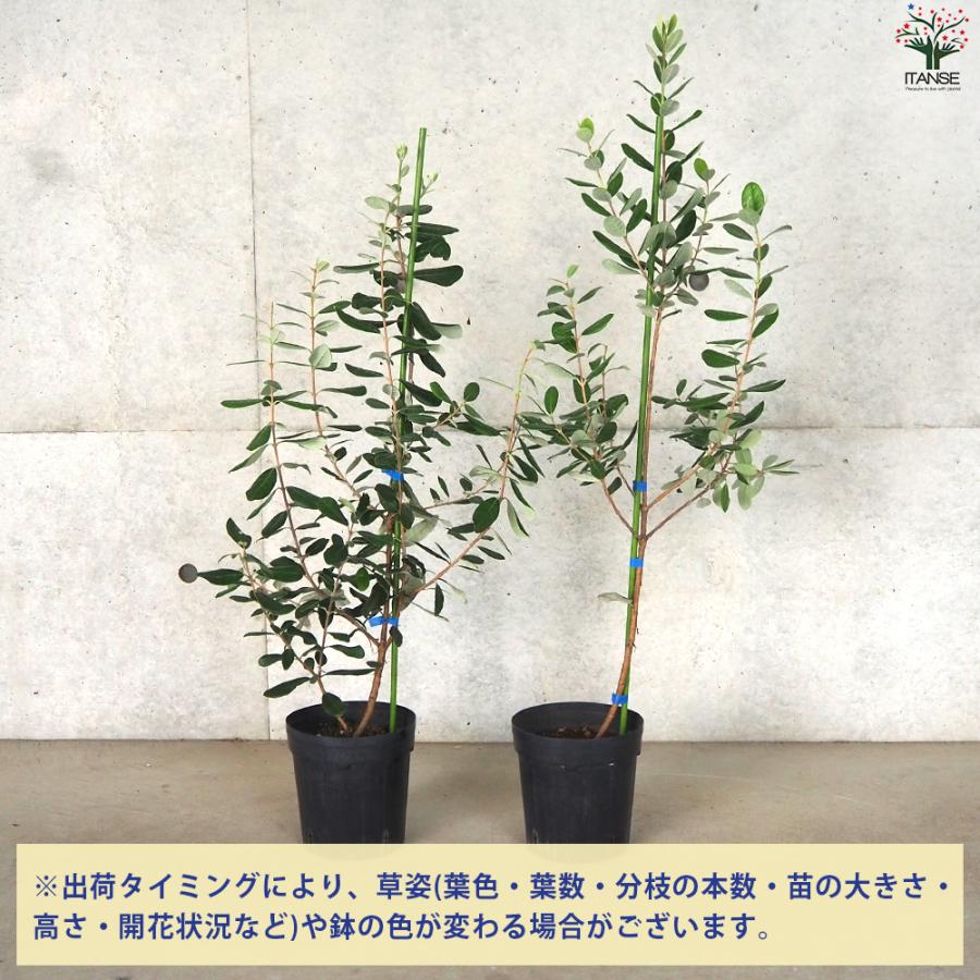 ITANSE フェイジョア アポロ 庭木 5〜6号ポット/1個売り 果樹苗 果樹の