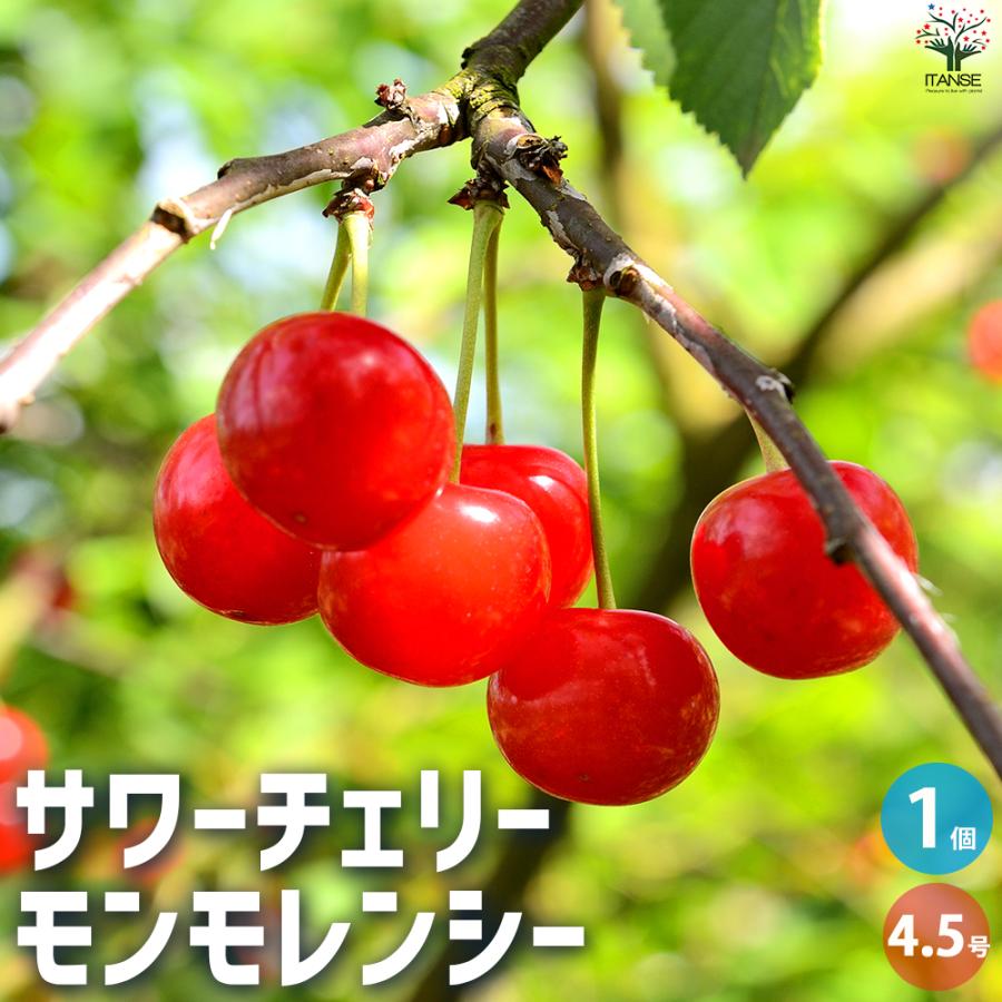ITANSE サワーチェリー モンモレンシー 果樹の苗木 4.5号ポット 接木苗