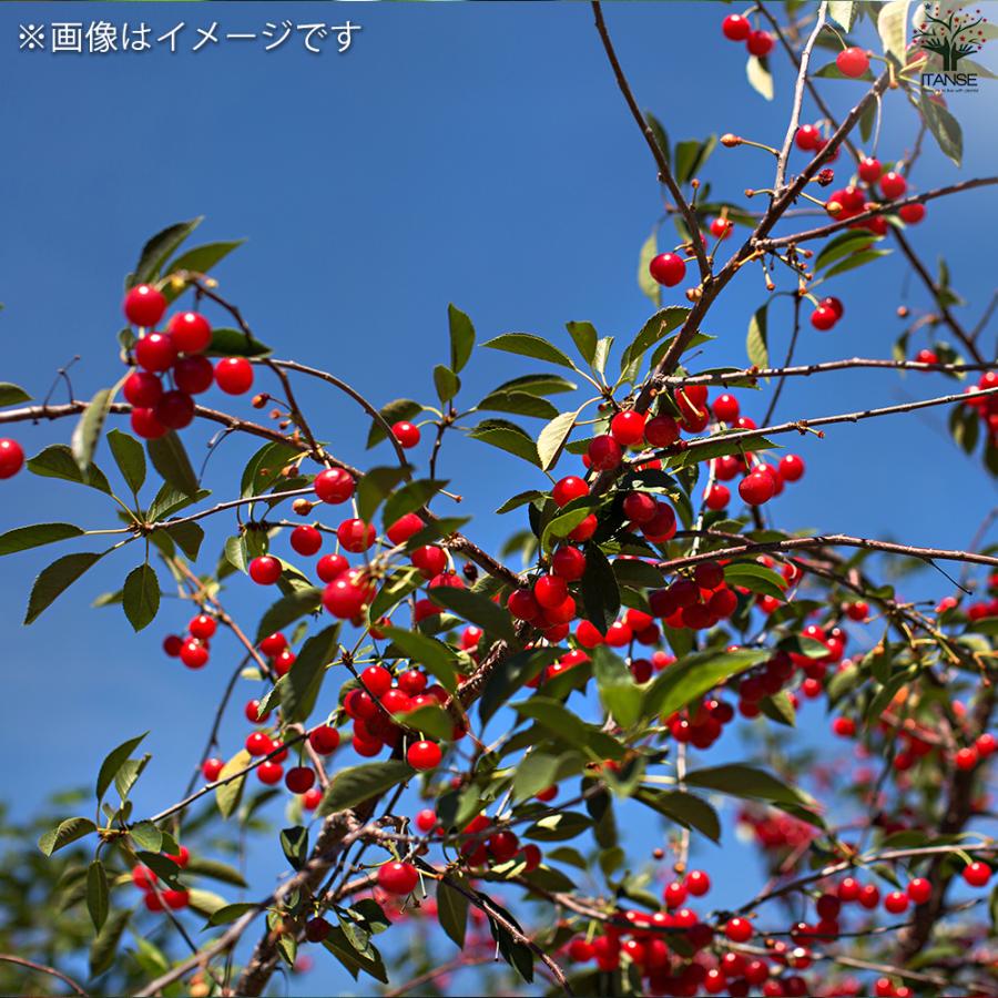 ITANSE サワーチェリー モンモレンシー 果樹の苗木 4.5号ポット 接木苗