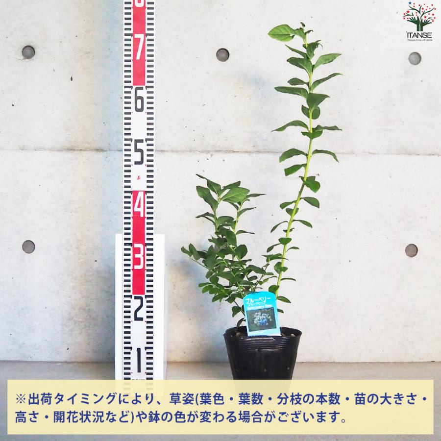 ITANSE ブルーベリー ブルークロップ 果樹の苗木 5号ポット/1個売り V