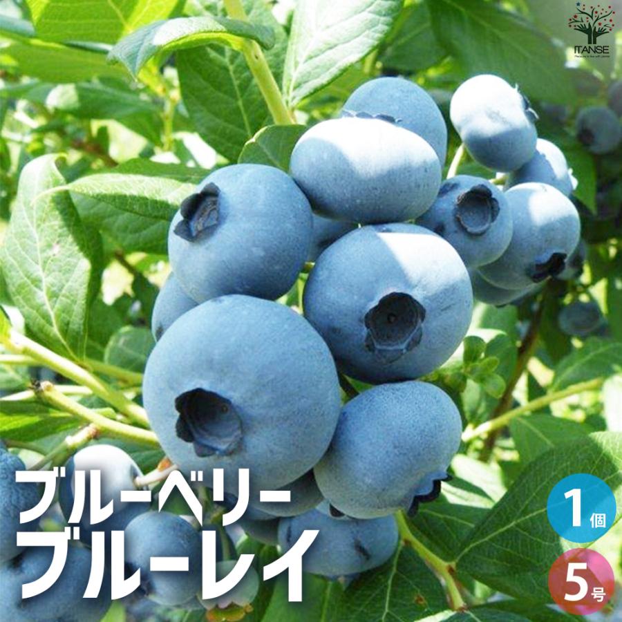 ブルーベリーさん専用 ITANSE ブルーベリー ブルーレイ 果樹の苗木 5号ポット/1個売り V