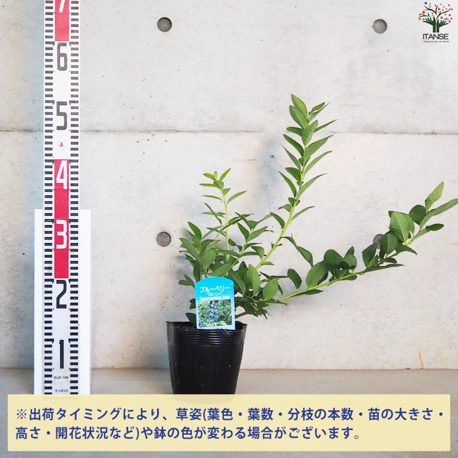 ITANSE ブルーベリー ブルーレイ 果樹の苗木 5号ポット/1個売り V