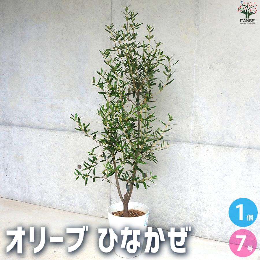 ITANSE オリーブ ひなかぜ 果樹の苗木 白テーパード鉢7号/1個売り