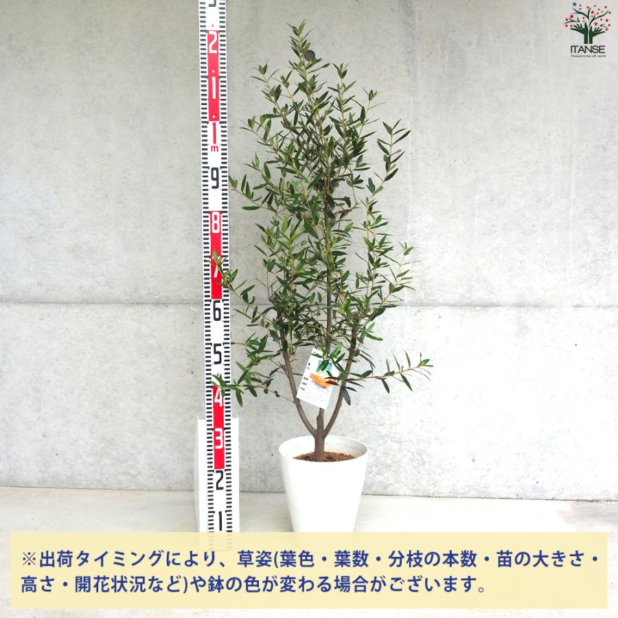 ITANSE オリーブ ひなかぜ 果樹の苗木 白テーパード鉢7号/1個売り