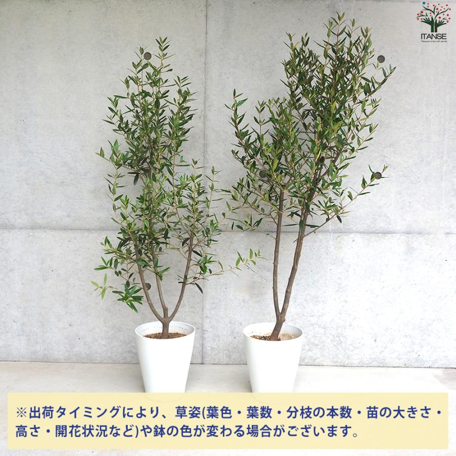 大苗　オリーブの木　ひなかぜ　鉢植え　苗木　シンボルツリー♪ ITANSE オリーブ ひなかぜ 果樹の苗木 白テーパード鉢7号/1個売り