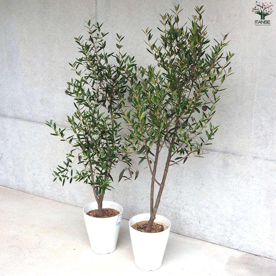 オリーブの木 ひなかぜ 大型テラコッタ鉢植え 苗 シンボルツリーに